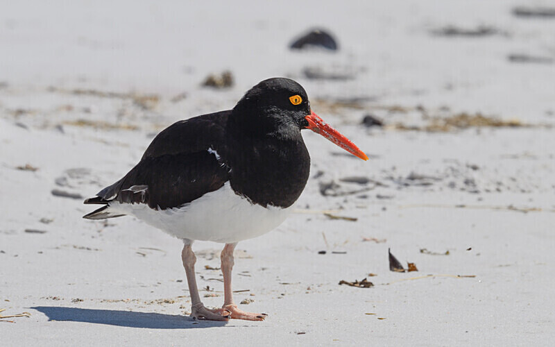Magellanic Oystercatcher - Ushuaïa Malvinas South Georgia Antartica Peninsula