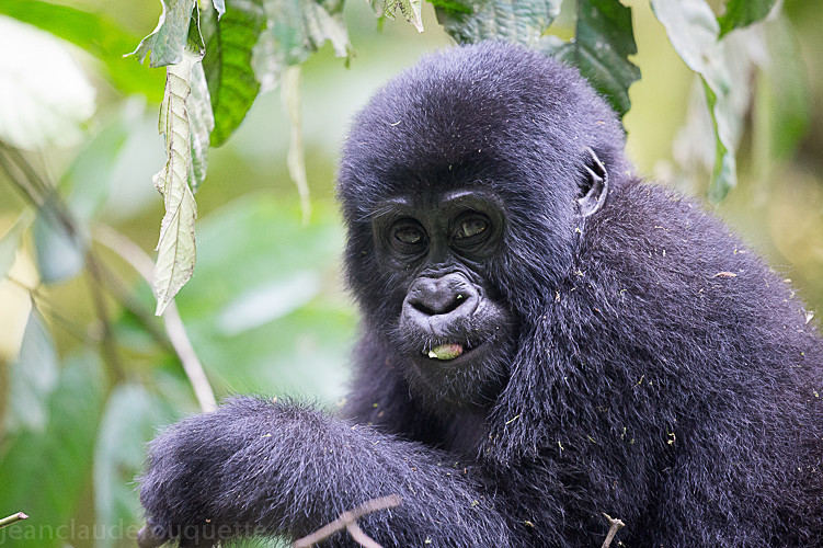 Bwindi (Nkuringo) - Uganda 2016