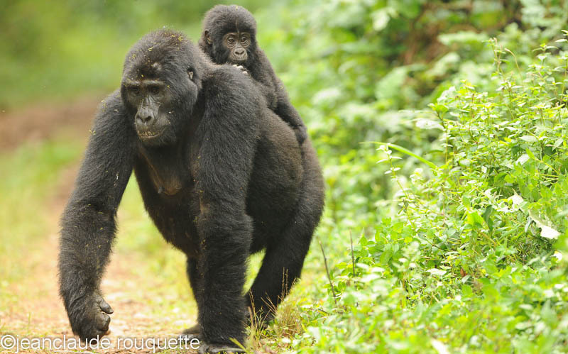 Mother and her baby on her back. - Bwindi impenetrable forest Uganda 2012