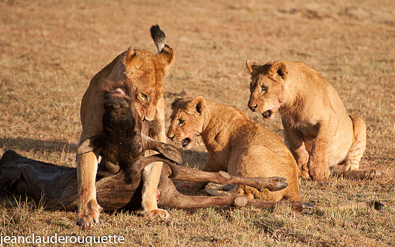 Mother and cubs with a kill - Masai mara 2009 oloololo gate (Kenya 2009)