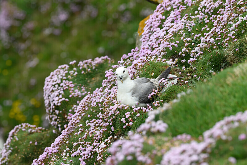 Fulmar at Sumburgh - Shetlands and Cairngorn national park (Scotland)