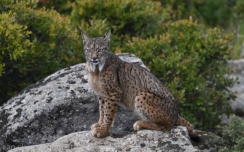  - Sierra de Andujar Andalucia (avril 2019)