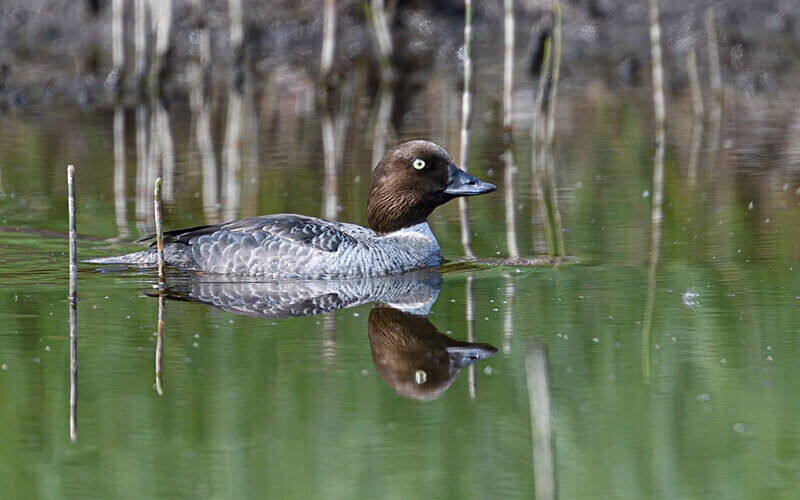 Golden eye - Shetlands and Cairngorn national park (Scotland)