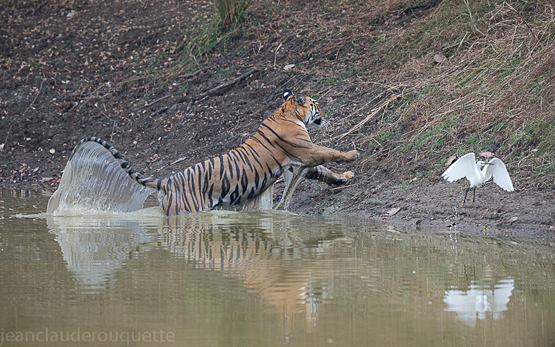  - Tadoba national park (India 2016)