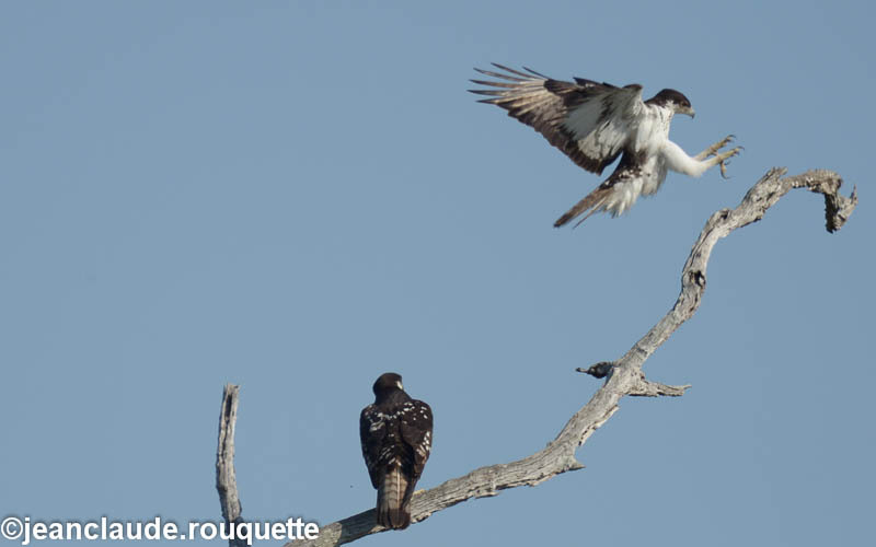Black-chested snake eagles - South Luangwa 2014 (Zambia)