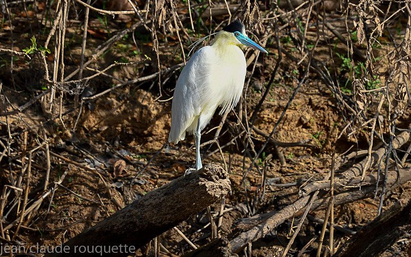 Capped Heron - Pantanal 2018 Porto Jofré