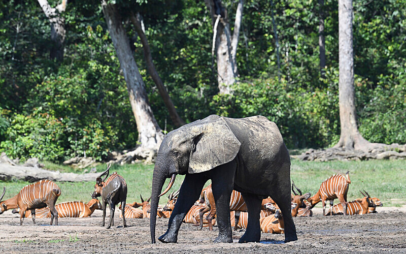  - Dzanga Sangha National Park (République Centrafricaine) 2019