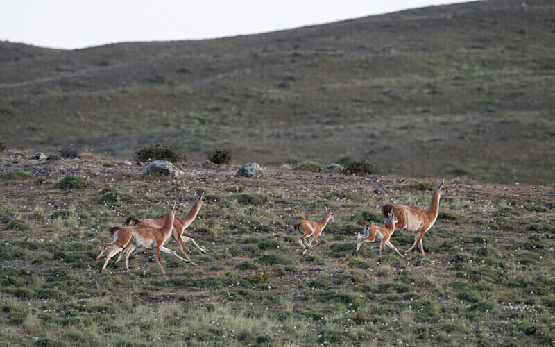 Guanacos - Patagonie Chilienne: Magellan Channel and Torres del Paine N.P.