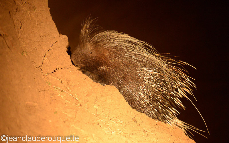 Porcupine - South Luangwa N.P. Zambia 2013