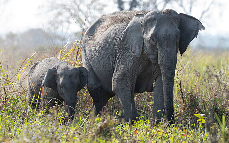  - Manas National Park North East India 2025