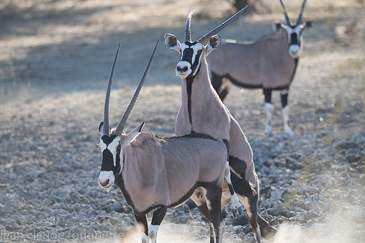  - Kgalagadi transfrontier park (2017)