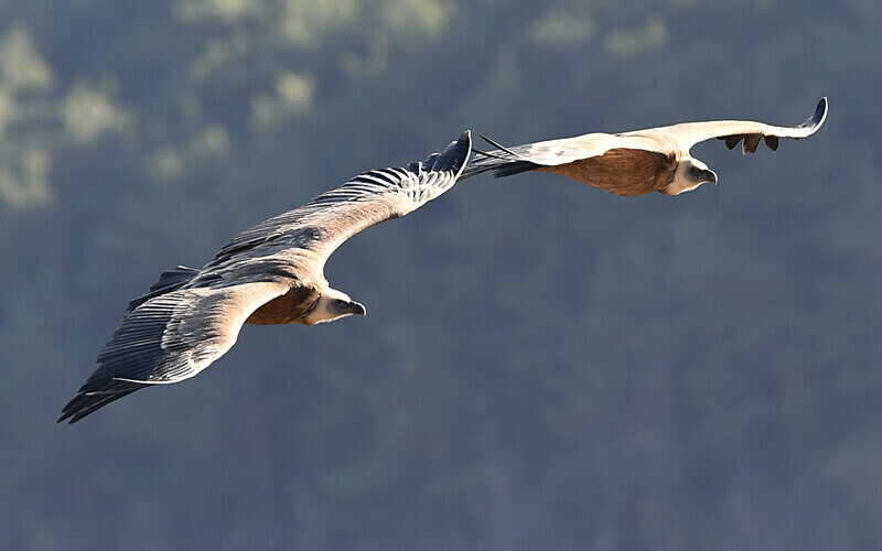  - Vautours du verdon
