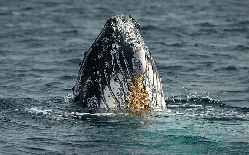 Humpback whale - Loango national park (Gabon 2024)