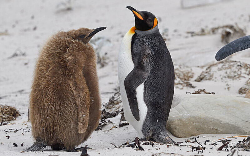  - Ushuaïa Malvinas South Georgia Antartica Peninsula