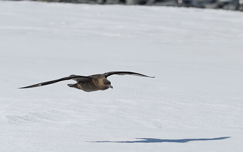 Brown Skua - Ushuaïa Malvinas South Georgia Antartica Peninsula