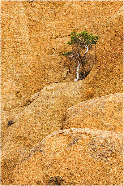 Rock and tree detail, Spitzkoppe - Namibia