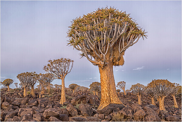 Quiver trees at dusk - Namibia