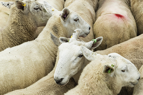 I'm no sheep, Eigg - Inner Hebrides - Skye and Eigg
