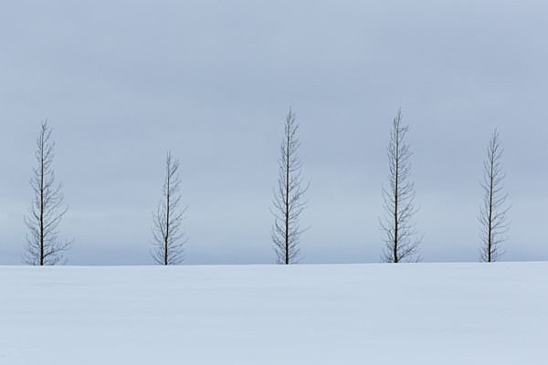 Five trees near Gullfoss - Iceland winter