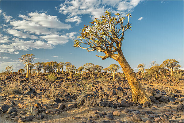 Quiver trees - Namibia