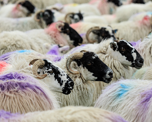Lewis sheep - Harris, Lewis and Uists