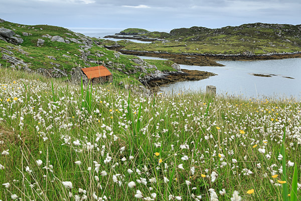 Manish Bog Cotton - Harris, Lewis and Uists