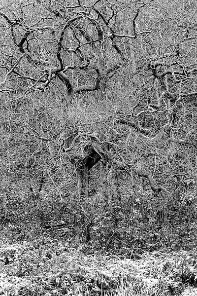 Manic tree, Newton-under-Roseberry - Monochrome landscape