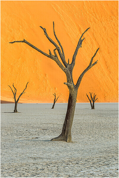 Skeleton trees, Dead Vlei - Namibia