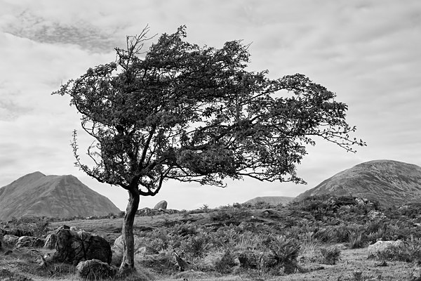 Torrin tree - Monochrome landscape