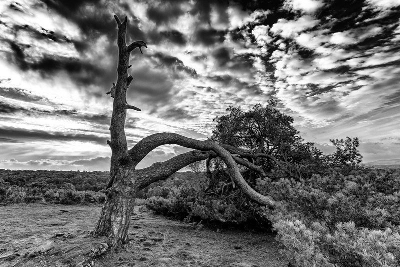  - Landscapes - Black and White