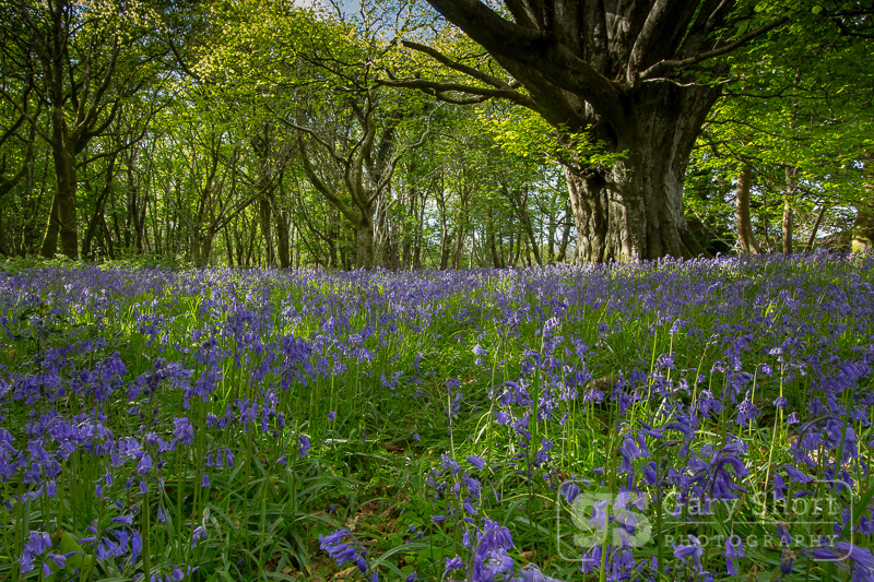 Snowdonia bluebells and Beech - Snowdonia images