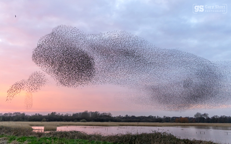 Starling Murmurations, Avalon Marshes_GS1122 - Latest images
