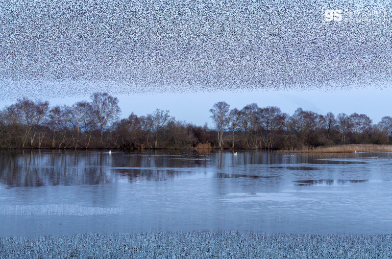 Starling Murmurations, Avalon Marshes_GS1095 - Latest images