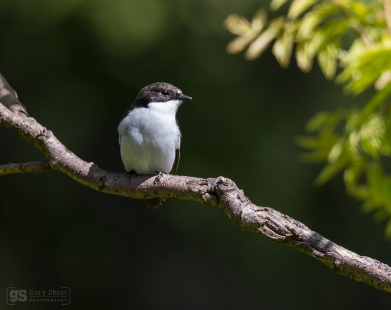 Pied Flycatcher - Wildlife & Nature images