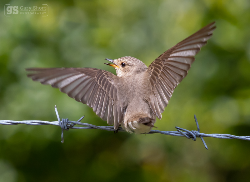 Spotted Flycatcher - Wildlife & Nature images