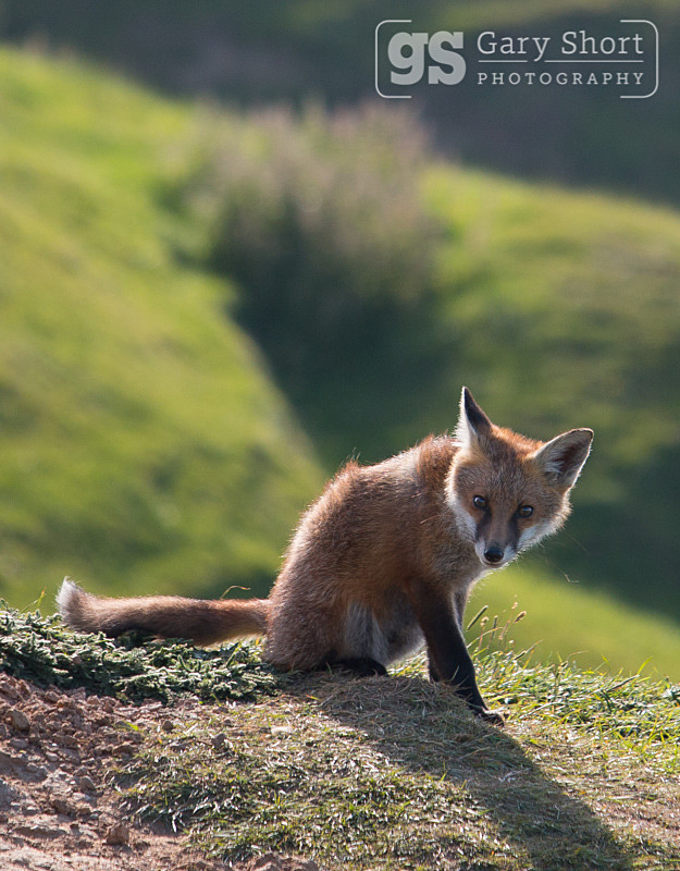 Fox cub - Wildlife & Nature images