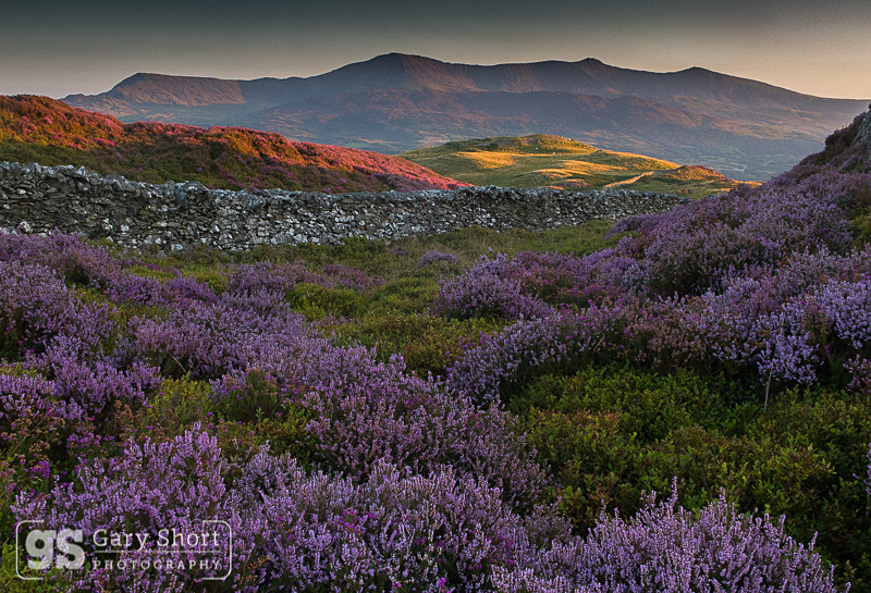 Ling Heather and Cadair Idris - Cadair Idris