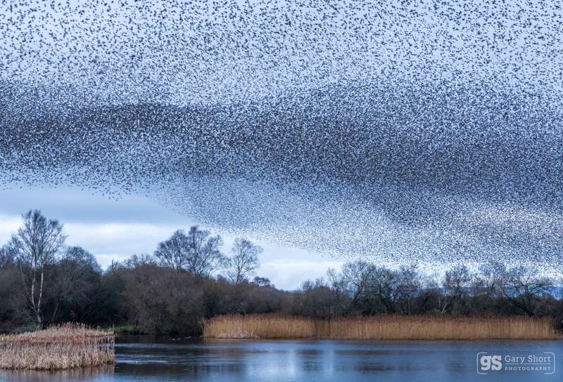 Starling Murmurations, Avalon Marshes_GS1104 - Latest images