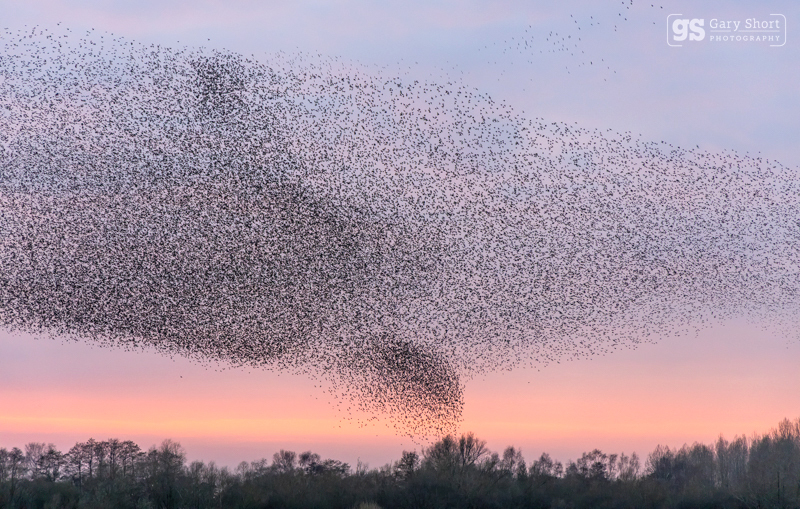 Starling Murmurations, Avalon Marshes_GS1119 - Latest images