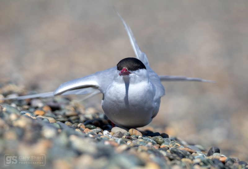 Arctic Tern stretching - Wildlife & Nature images