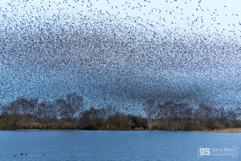 Starling Murmurations, Avalon Marshes_GS1113 - Latest images