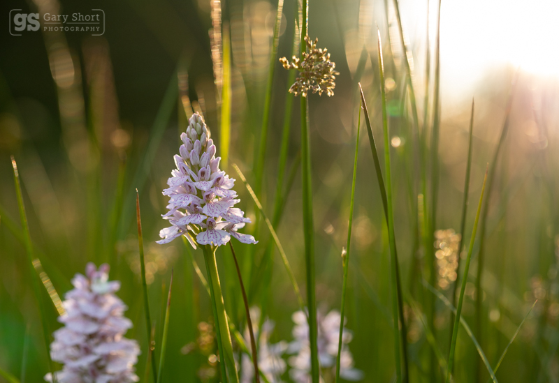 Heath Spotted-orchids - Wildlife & Nature images
