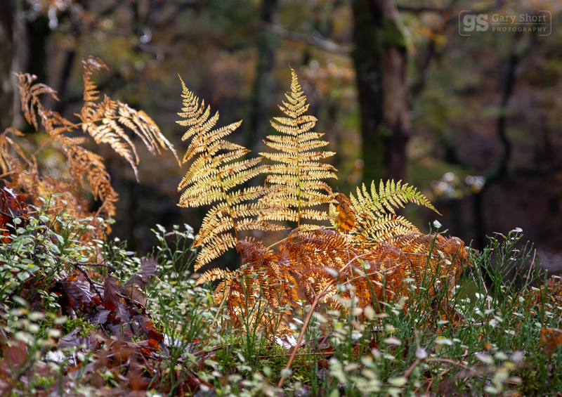 Autumn Bracken - Snowdonia images