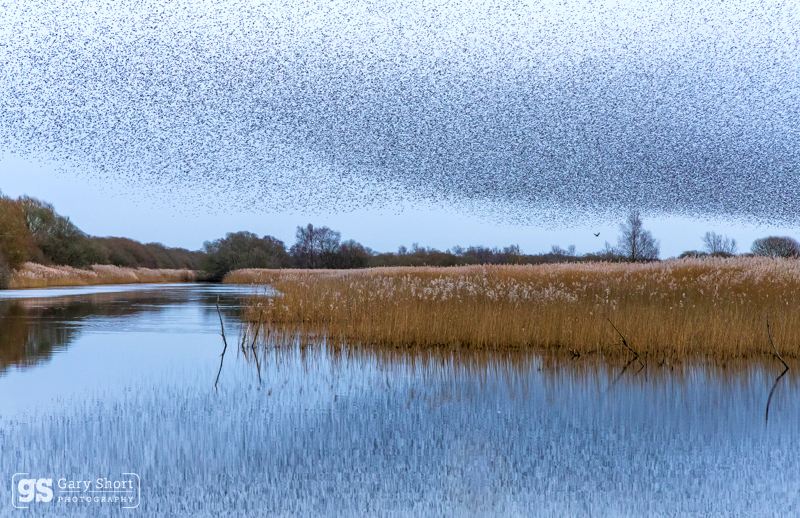 Starling Murmurations, Avalon Marshes_GS1108 - Latest images