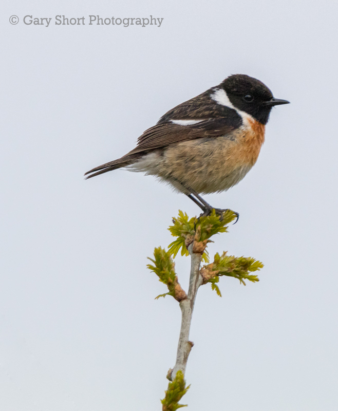 Stonechat, Ynys-hir_GS575 - Wildlife & Nature images