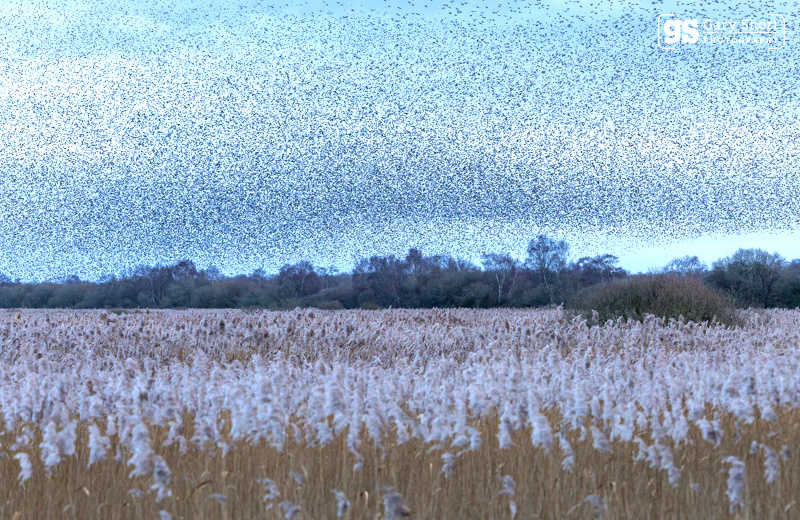 Starlings, Avalon Marshes_GS1092 - Latest images