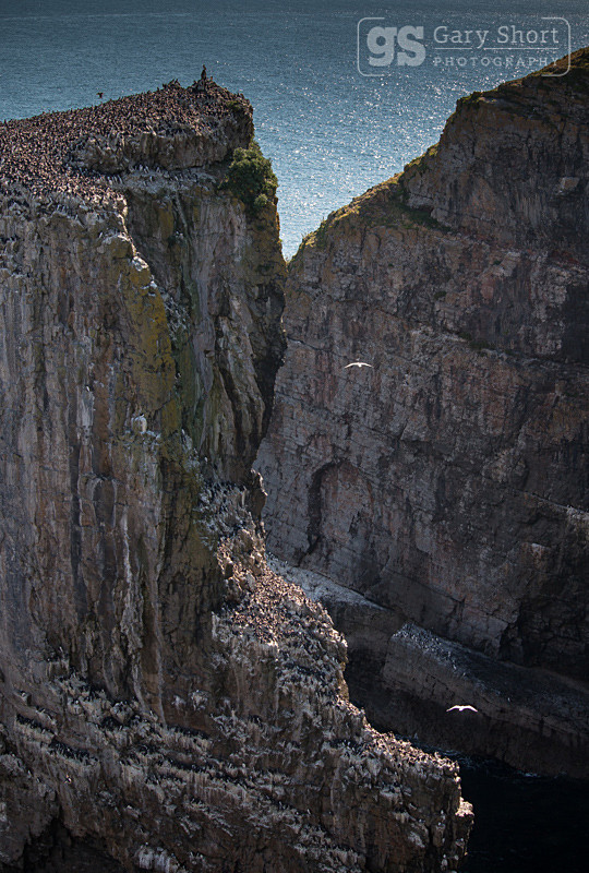 Guillemots at Elegug Stacks - Pembrokeshire