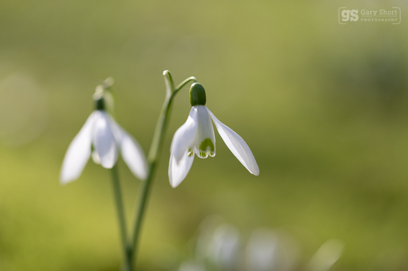 Snowdrops - Wildlife & Nature images