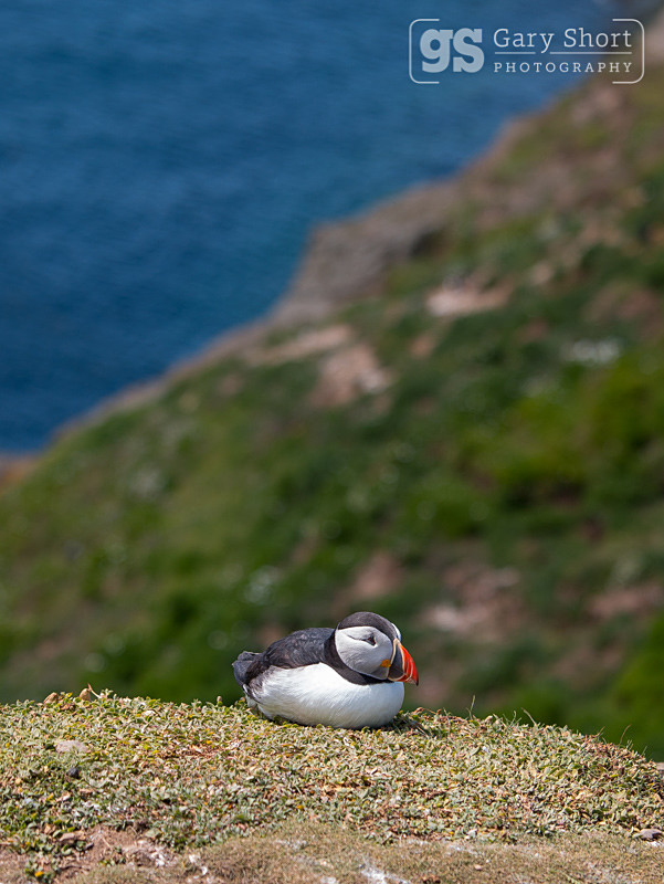 Puffin resting on Skomer Island - Skomer Island and Puffins