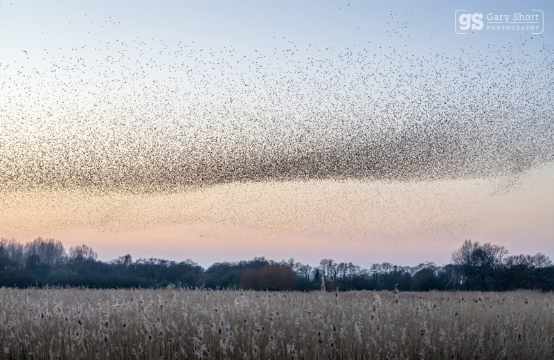 Starling Murmurations, Avalon Marshes_GS1131 - Latest images